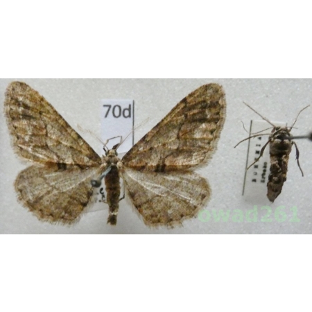 Agriopis bajaria (Denis & Schiffermüller, 1775) pair Czech70d